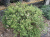 Eriogonum arborescens / Santa Cruz Island Buckwheat