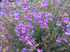 Penstemon heterophyllus Hybrid / Penstemon 'Margarita BOP'