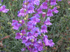 Penstemon heterophyllus Hybrid / Penstemon 'Margarita BOP'