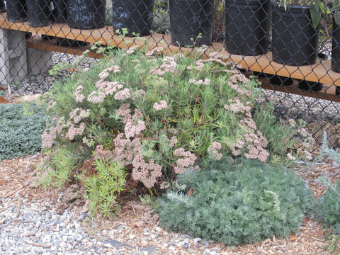 Nopalito Native Plant Nursery Eriogonum arborescens Santa Cruz