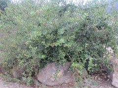 Rhus integrifolia / Lemonade Berry
