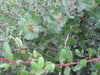Rhus integrifolia / Lemonade Berry