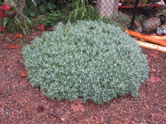Eriophyllum staechadifolium 'Compacta' / Compact Lizard's Tail