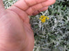 Eriophyllum staechadifolium 'Compacta' / Compact Lizard's Tail
