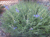 Penstemon heterophyllus Hybrid / Penstemon 'Margarita BOP'