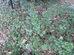 Ribes viburnifolium / Catalina Perfume