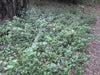 Ribes viburnifolium / Catalina Perfume